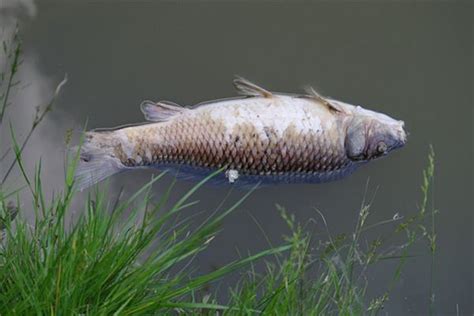 夢見魚死掉|夢見魚死了有何預示